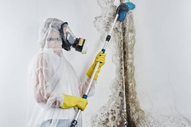 Best Fast Mold Removal  in Pioneer, OH