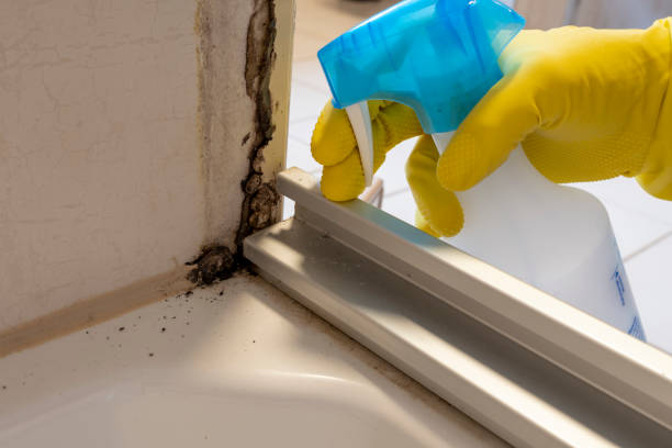 Best Home Mold Removal  in Pioneer, OH