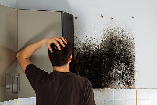 Best Emergency Mold Removal  in Pioneer, OH