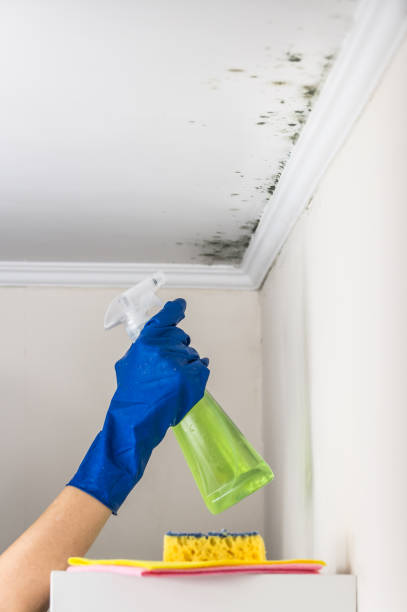 Best Black Mold Removal  in Pioneer, OH