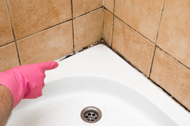 Professional Mold Removal in Pioneer, OH